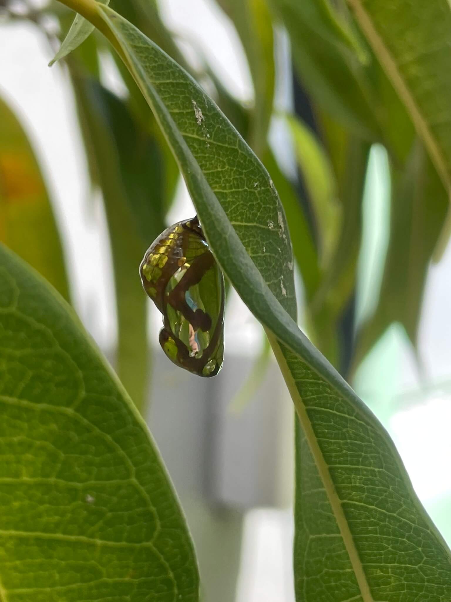 a photo of a common crow butterfly chrysalis hanging from a leaf